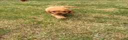 Cavapoo dogs for sale: Cavapoo puppy’s  - Advert 6