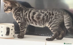 Bengal cats for sale: Rory the bengal - Image 6