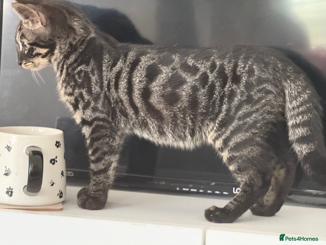 Bengal cats for sale: Rory the bengal - Image 6