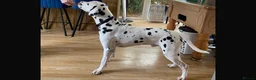Dalmatian dogs for stud: Kalvadene nick of time - Stud Dog  - Advert 3