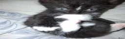 British Shorthair cats for sale: British Shorthair cross kittens Tabby Black/white - Advert 17