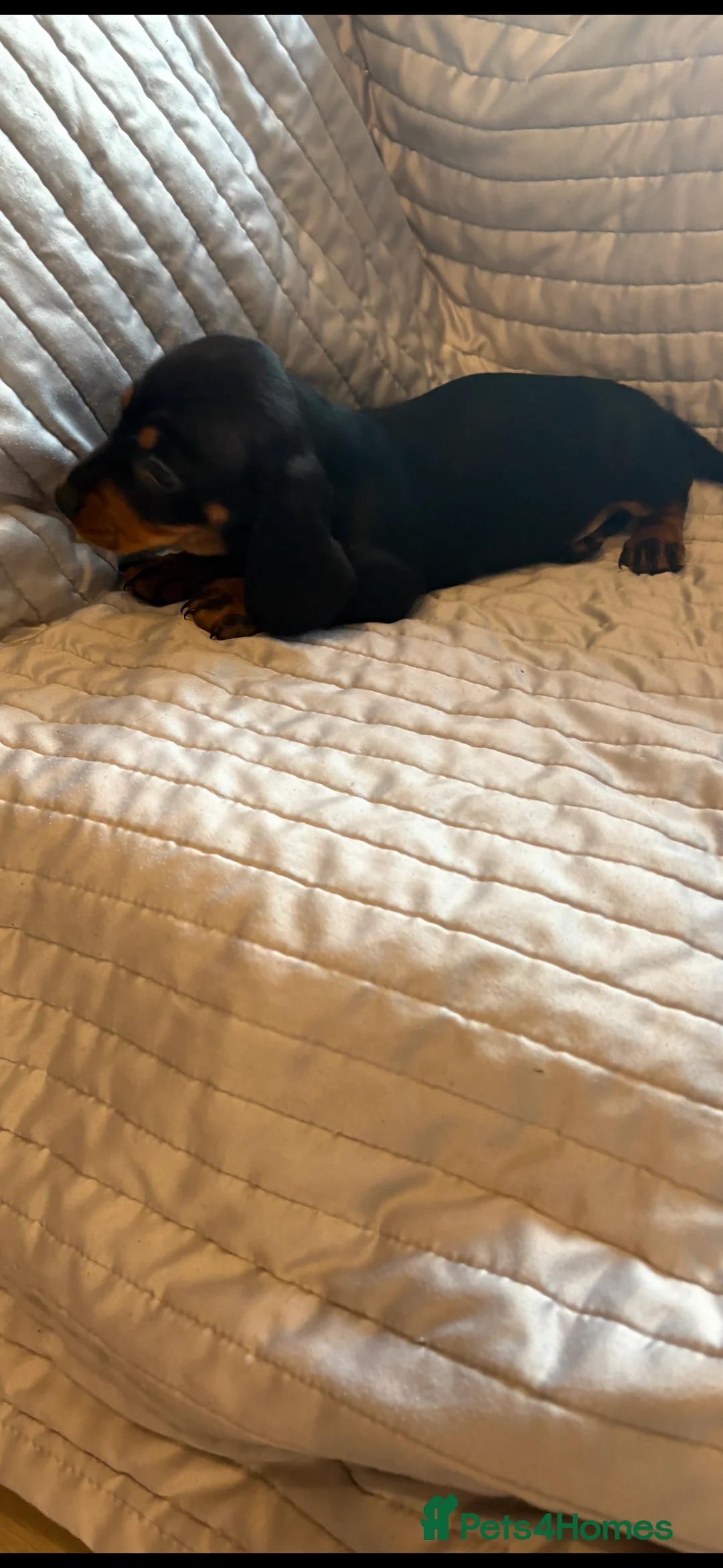 Dachshund dogs for sale: Standard Dachshund puppies for sale  - Advert 11