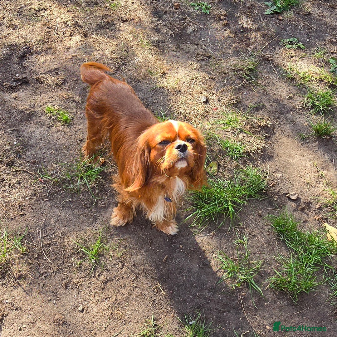Cavalier King Charles Spaniel dogs for stud: Ruby Cavalier available for Stud - Advert 6