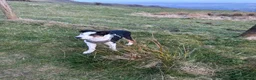 Welsh Collie dogs for sale: 4 Month old Welsh Boarder Collie  in Saint Helens - Advert 3