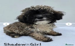 Shihpoo dogs for sale: Shi poo (Girl) - Image 3