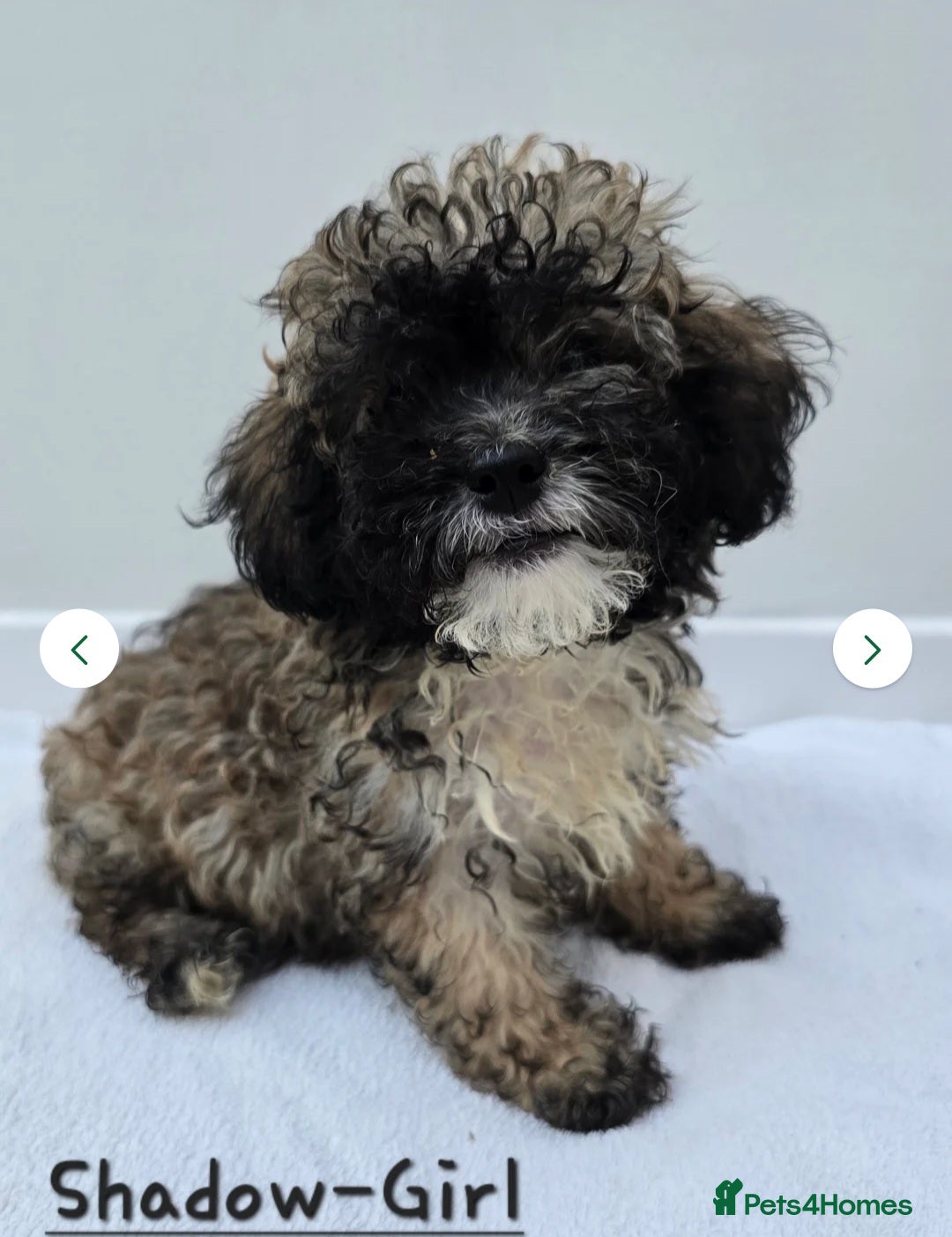 Shihpoo dogs for sale: Shi poo (Girl) - Image 3