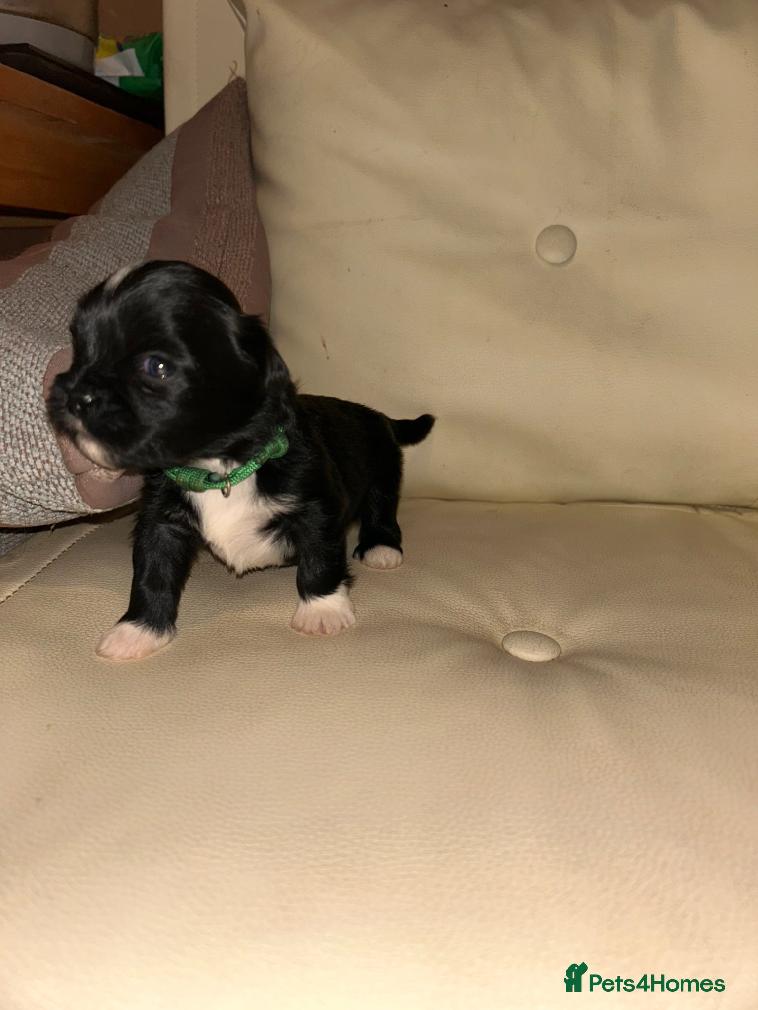 Lhasa Apso dogs KC reg Lhasa Apso PUPS (3 wks old ) PRA4 CLEAR - Advert 5