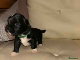 Lhasa Apso dogs KC reg Lhasa Apso PUPS (3 wks old ) PRA4 CLEAR - Advert 5