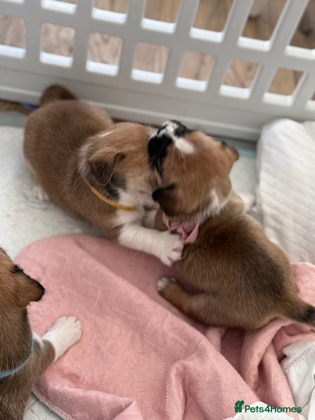 Mixed Breed dogs for sale: Beautiful puppies  - Image 8