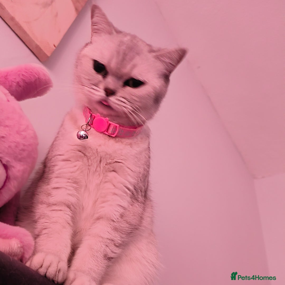 British Shorthair cats for sale: British Shorthair for sale  - Image 1