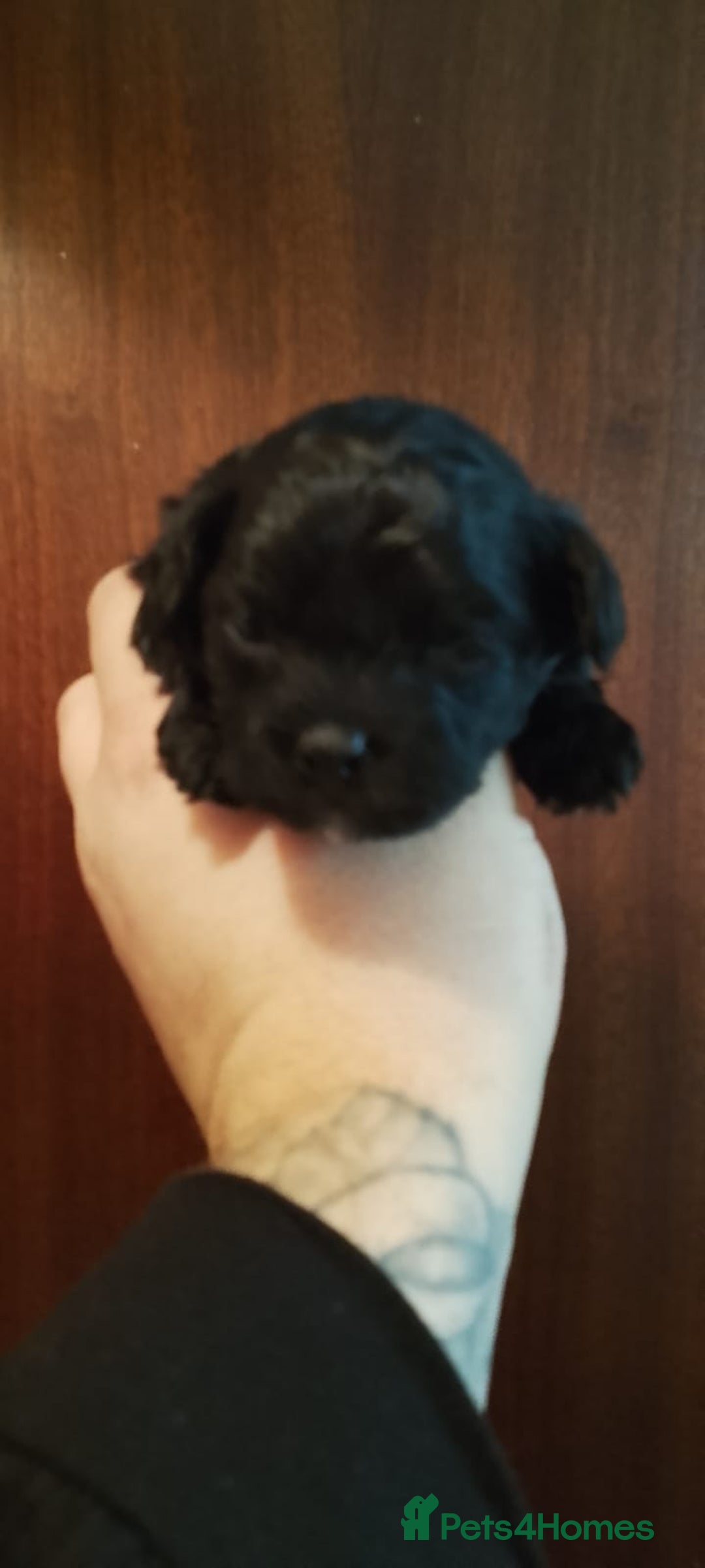 Shihpoo dogs for sale: Last f1b shihpoo left £850 - Advert 10