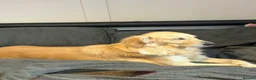 Golden Retriever dogs for sale: 1 cream beautiful golden retriever boy left - Advert 13