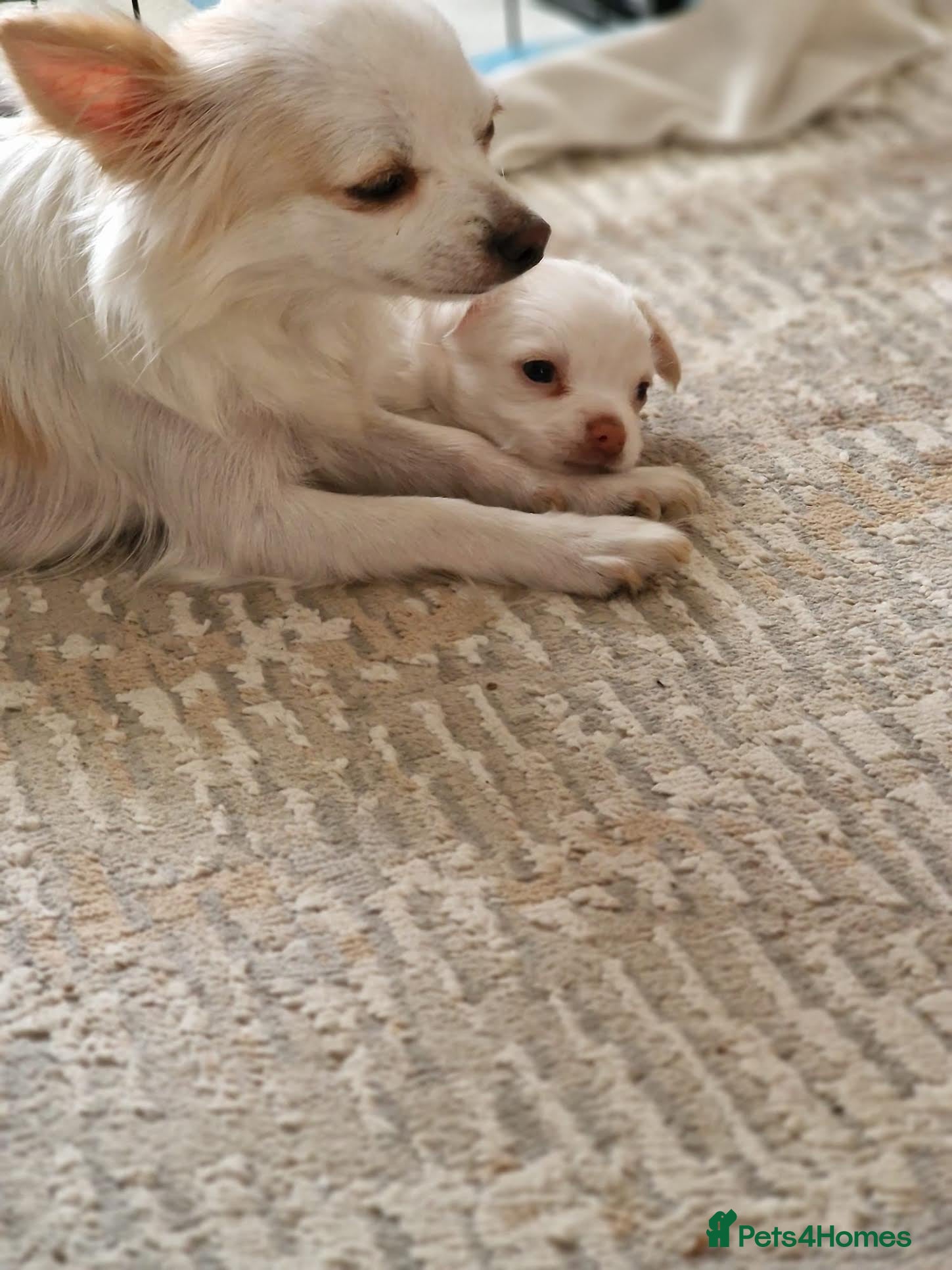 Chihuahua dogs Cream & Red Chihuahua Girl - Advert 7