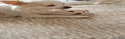 Chihuahua dogs for sale: Cream & Red Chihuahua Girl - Advert 1