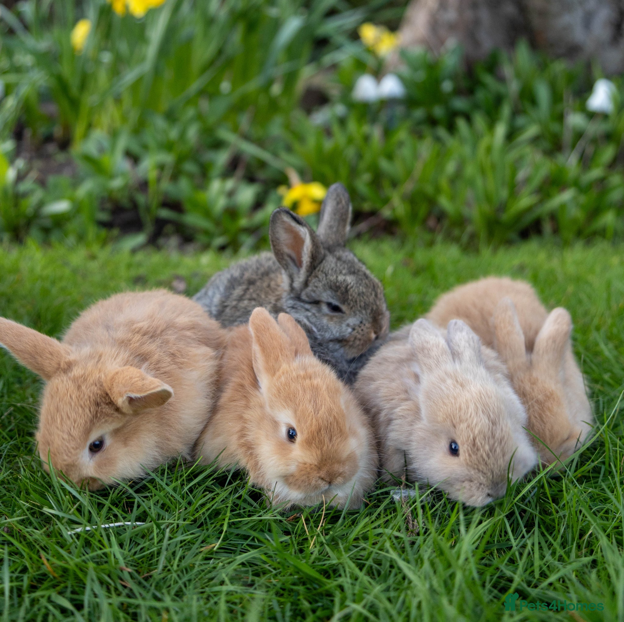 Mini Lop rabbits ✨ 5 lovely mini lop bunnies for sale - Advert 2