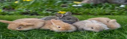 Mini Lop rabbits for sale: ✨ 5 lovely mini lop bunnies for sale - Advert 1