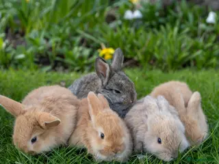 Mini Lop rabbits ✨ 5 lovely mini lop bunnies for sale - Advert 2