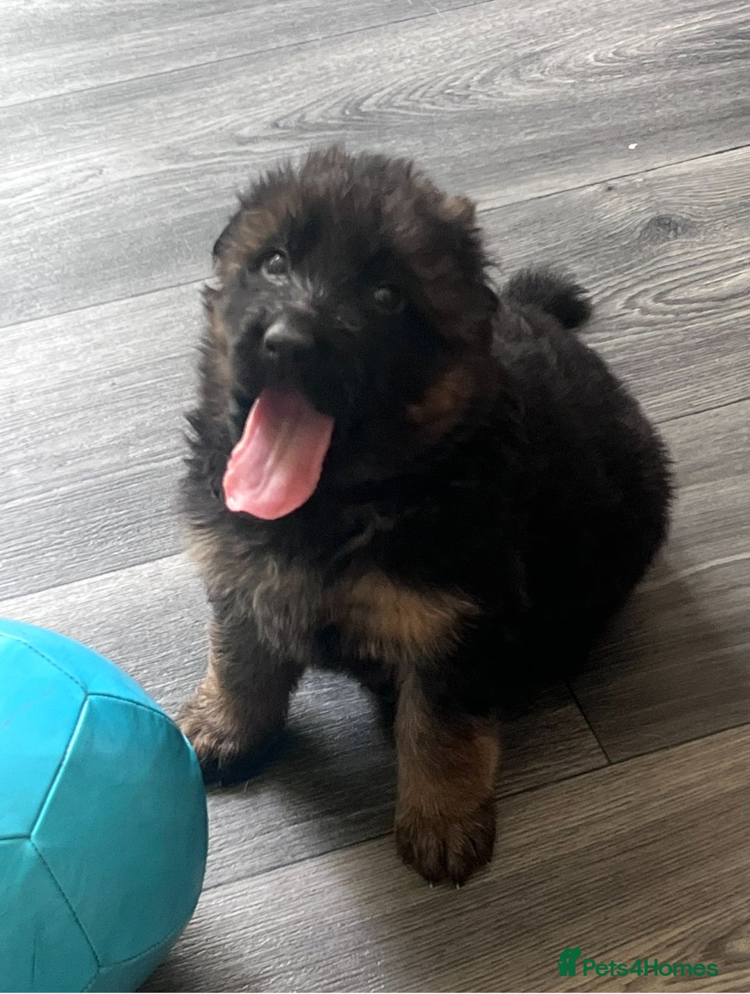 German Shepherd dogs for sale: Czech long hair German shepherd  - Image 2