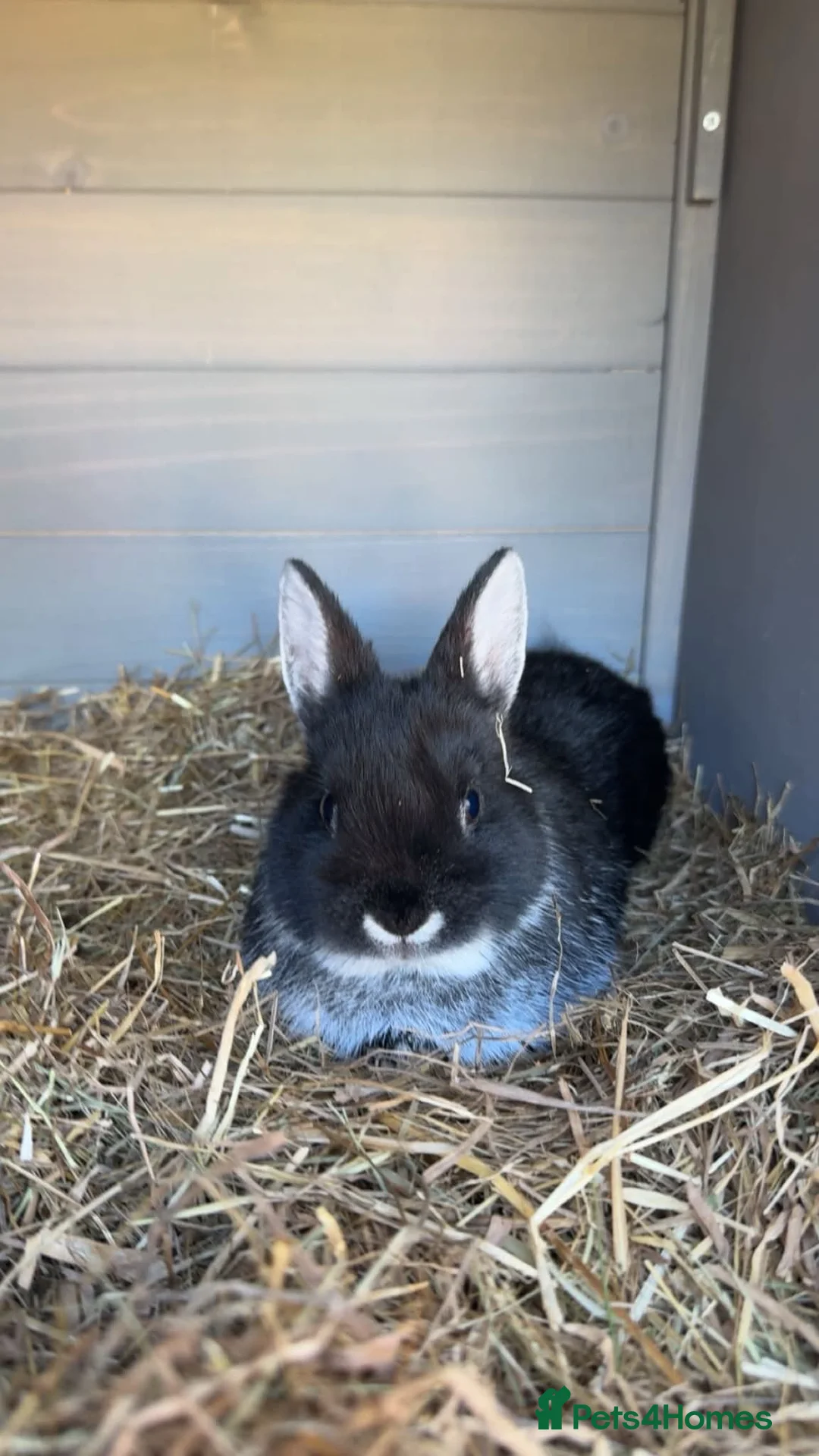 Netherland Dwarf rabbits for sale: Netherland dwarf rabbits  - Advert 2