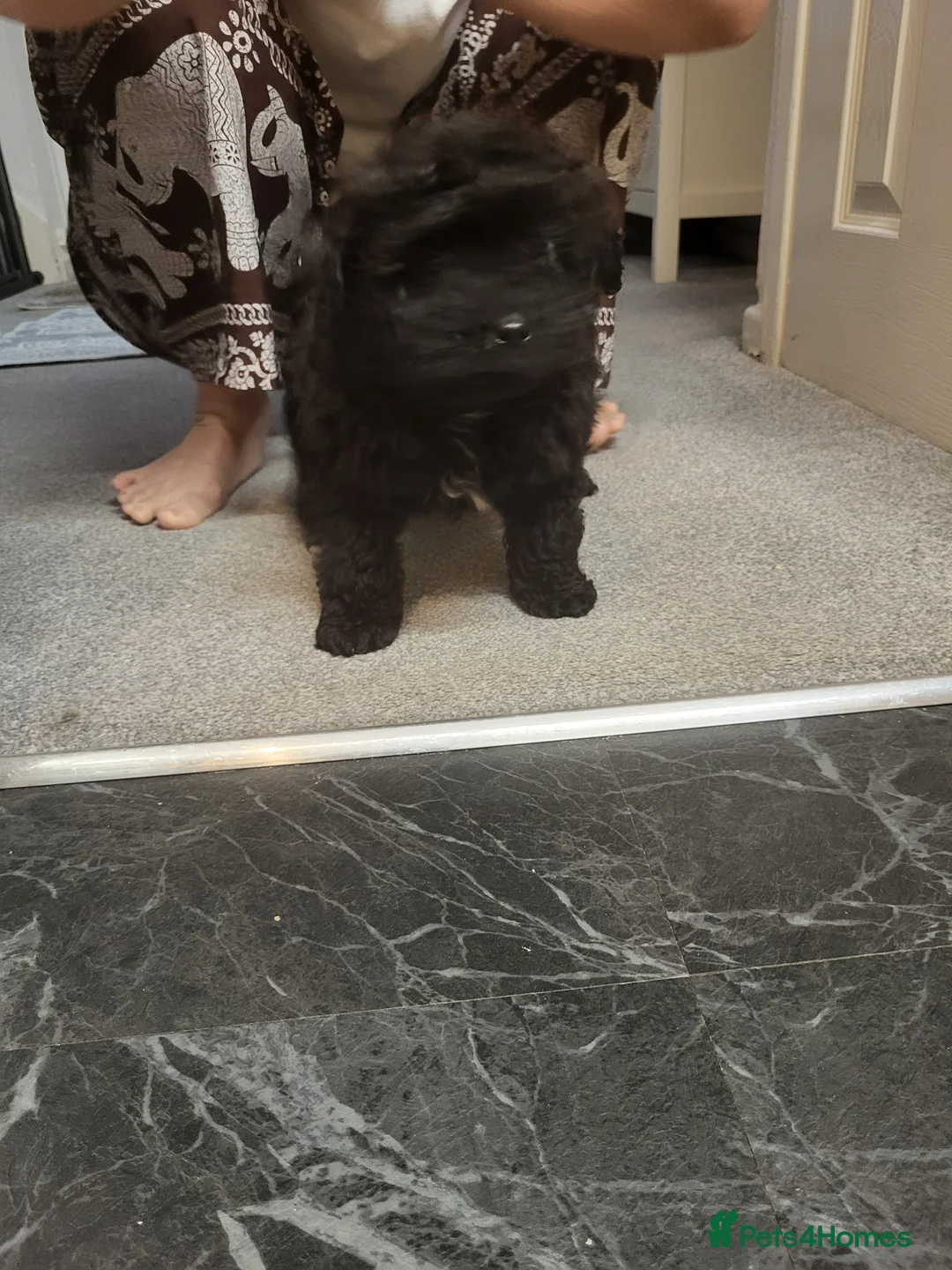 Pomapoo dogs for sale: Stunning Pomapoo Boys Looking for Love 🐾 - Advert 11