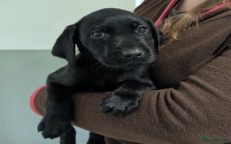 Labrador Retriever dogs for sale: FULLY HEALTH TESTED PARENTS,Smart,Tidy Lab Puppies - Image 10