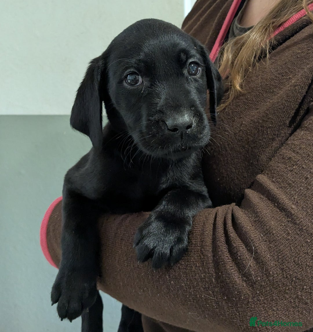 Labrador Retriever dogs for sale: FULLY HEALTH TESTED PARENTS,Smart,Tidy Lab Puppies - Image 10