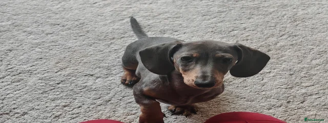 Pixie