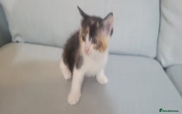 Mixed Breed cats for sale: Little kitten ready 10th August read listing  - Image 5