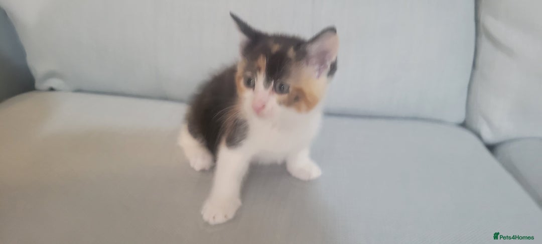 Mixed Breed cats for sale: Little kitten ready 10th August read listing  - Image 5
