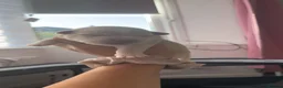Mixed Breed dogs for sale: 6 puppies 4 girls 2 boy in Wallsend - Advert 7
