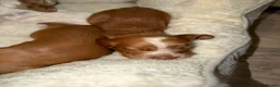 Cocker Spaniel dogs for sale: 🐾❤️ BEAUTIFUL WORKING COCKER SPANIEL PUPPIES ❤️🐾 - Advert 6