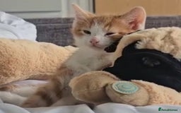 Mixed Breed cats for sale: Beautiful ginger & tabby kittens 🐾 ❤️  - Image 1