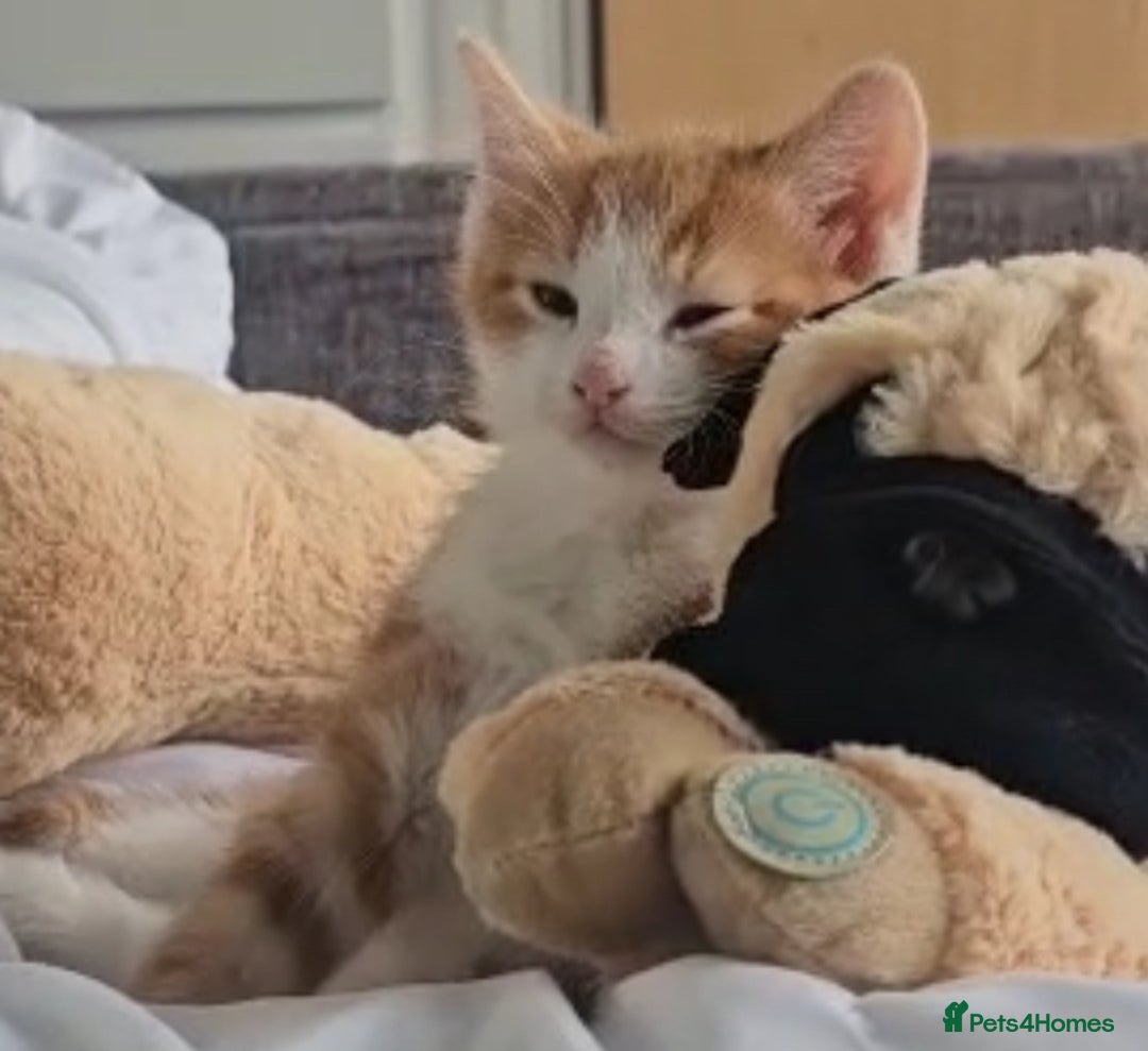 Mixed Breed cats for sale: Beautiful ginger & tabby kittens 🐾 ❤️  - Image 1