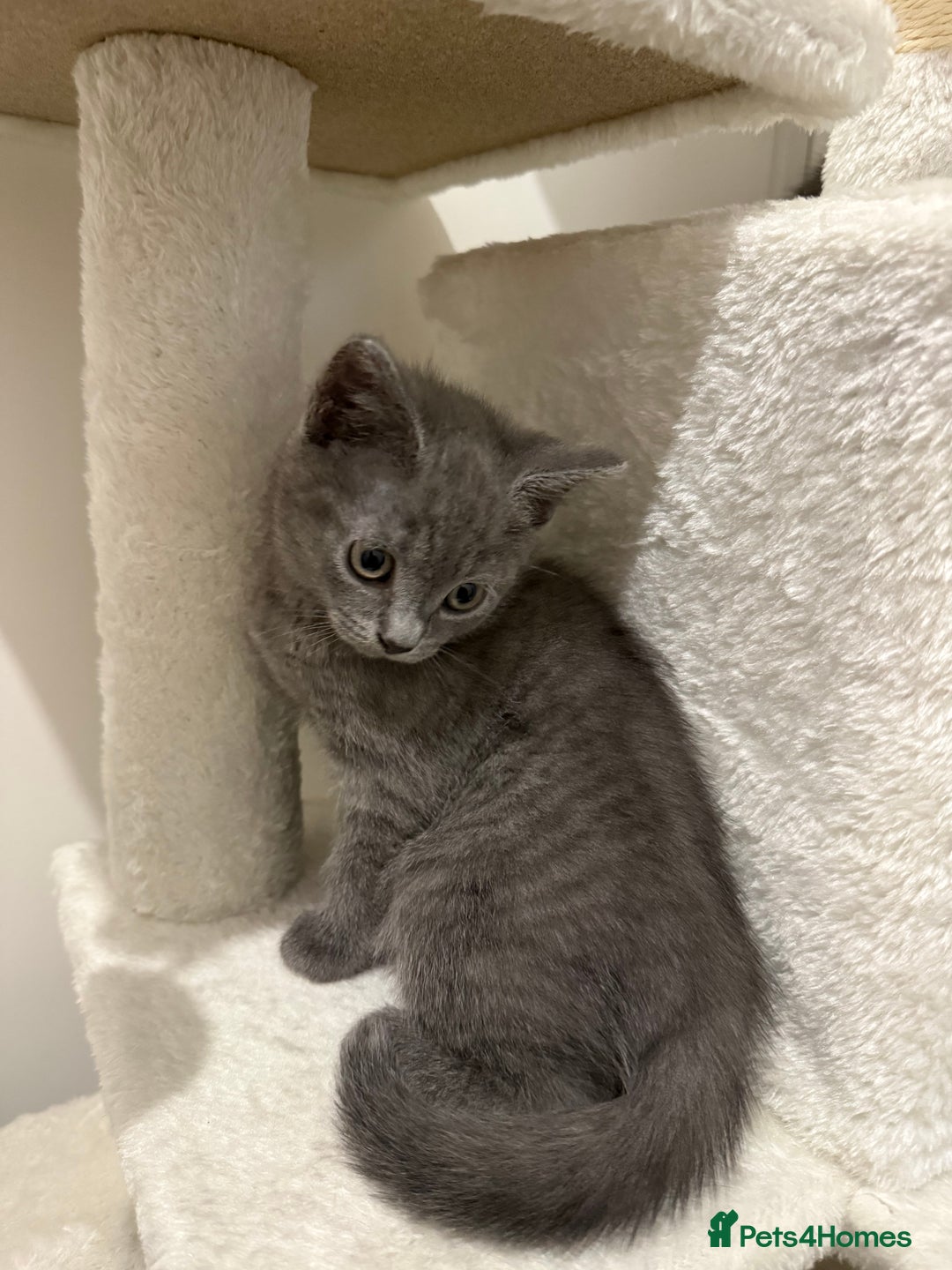 British Shorthair cats for sale: Beautiful Female Kittens Half British Shorthair - Advert 10