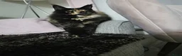 Maine Coon cats for sale: Full pedigree Maine Coon - Advert 2
