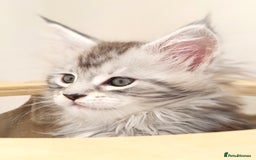Maine Coon cats for sale: PEDIGREE MAINE COON KITTENS 5 BOYS - Image 3