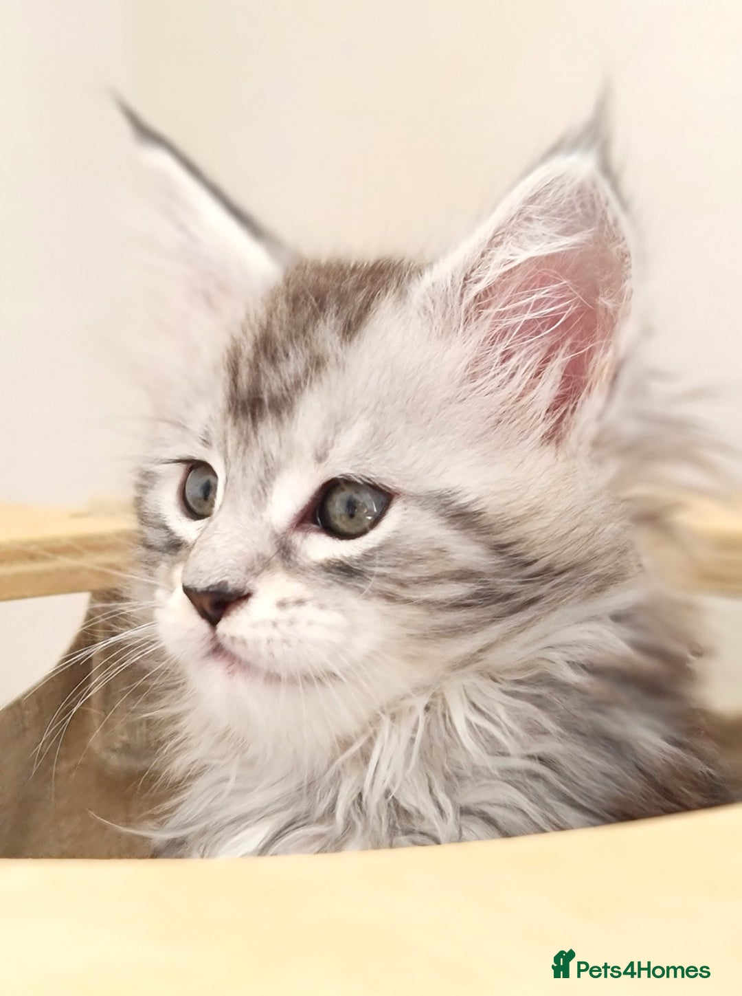 Maine Coon cats for sale: PEDIGREE MAINE COON KITTENS 5 BOYS - Image 3