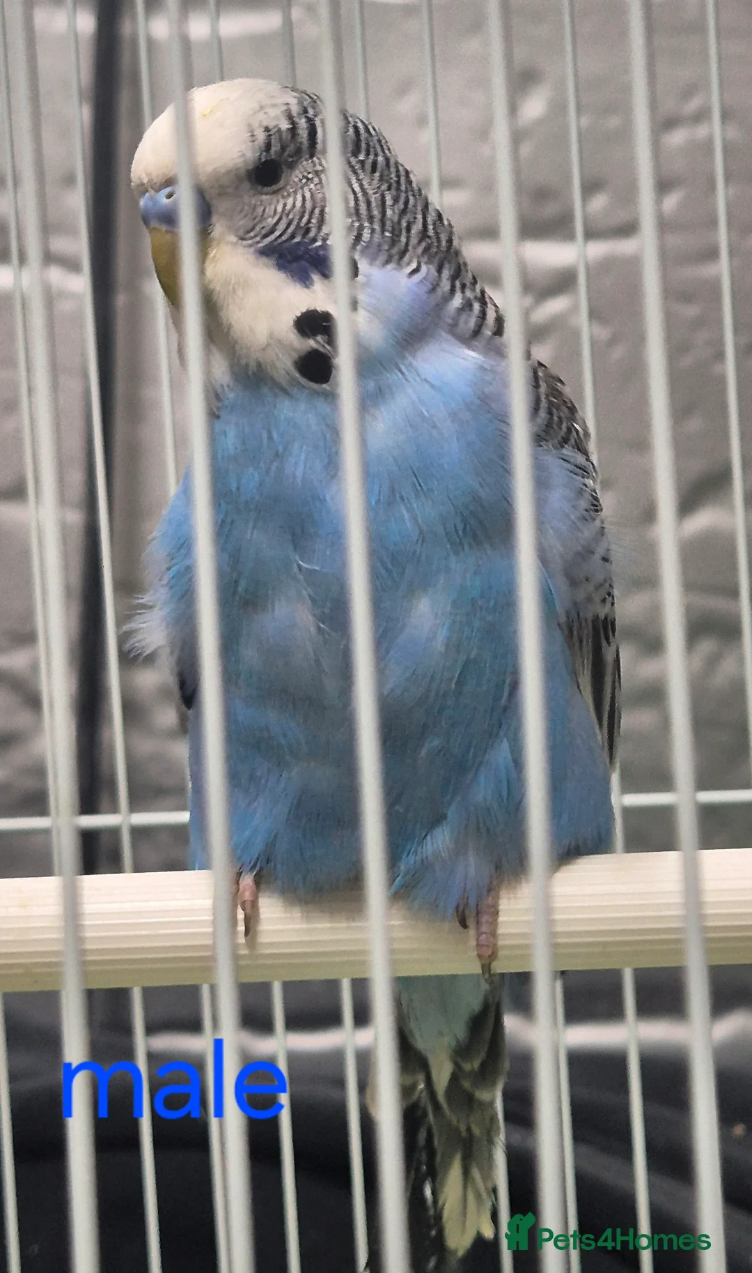 Budgerigars birds for sale: Budgies available for new homes - Advert 7