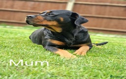 Rottweiler dogs for sale: Pregnancy Announcement - Chunky Rottweiler Puppies - Image 4