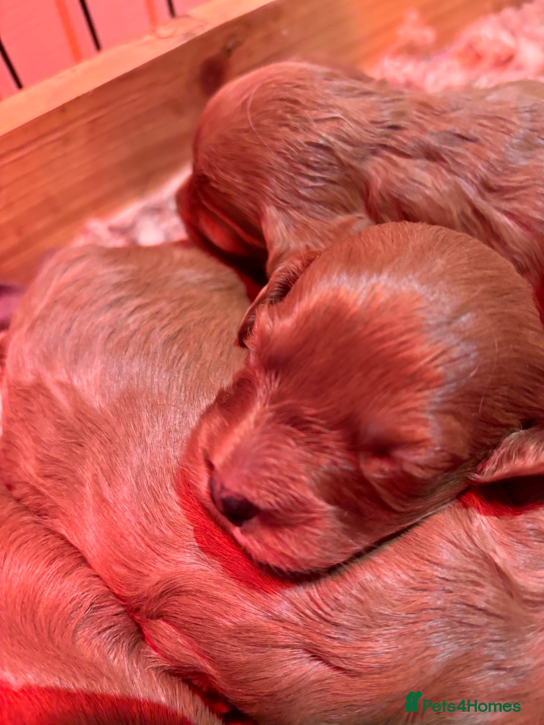 Cavapoo dogs for sale: Cavapoo Pups  - Image 8