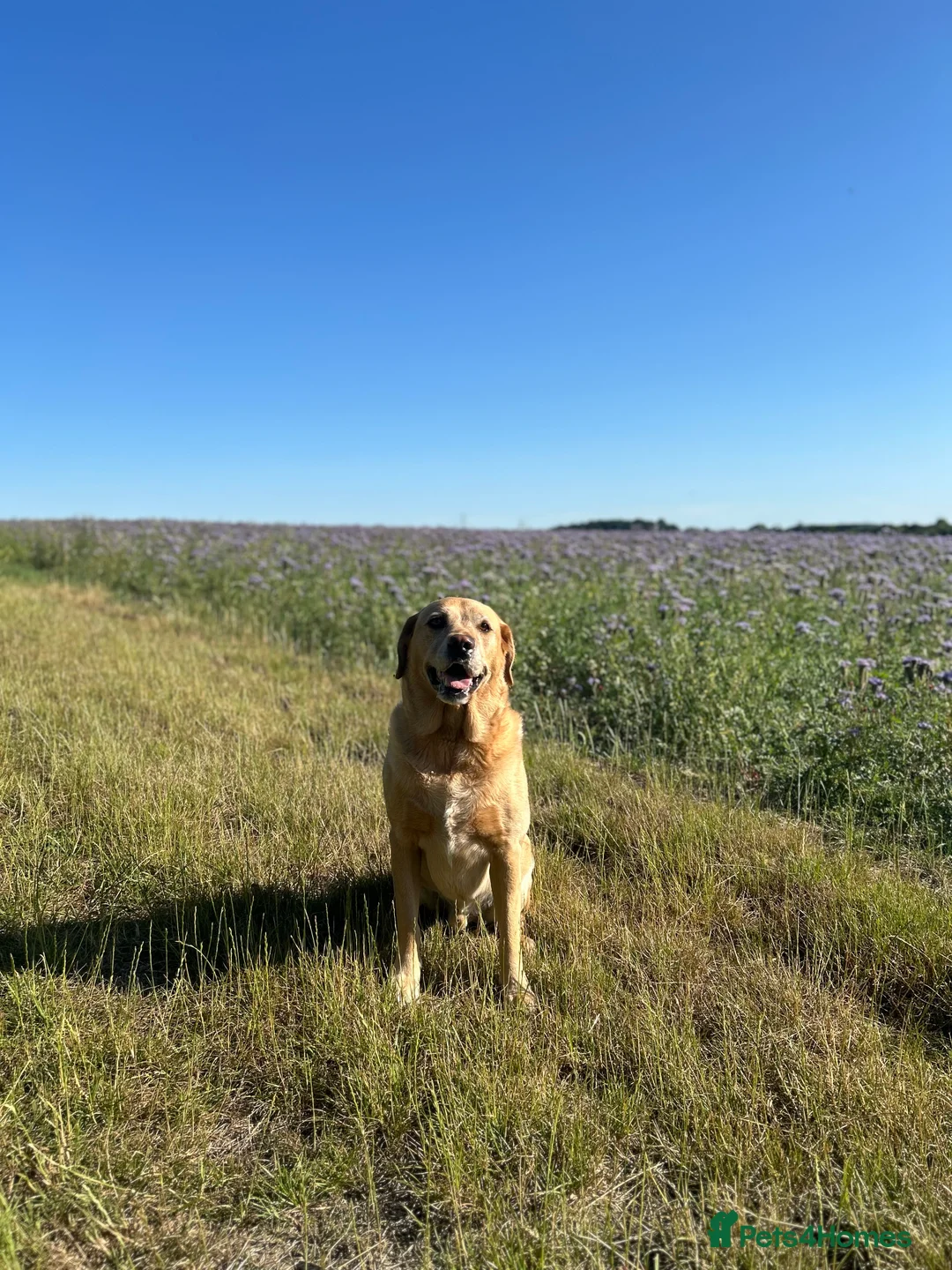 Labrador Retriever dogs for sale: Labrador - Loving Home Needed - Advert 2