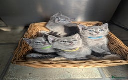 Russian Blue cats for sale: TICA Registered Affectionate Kittens - Image 12