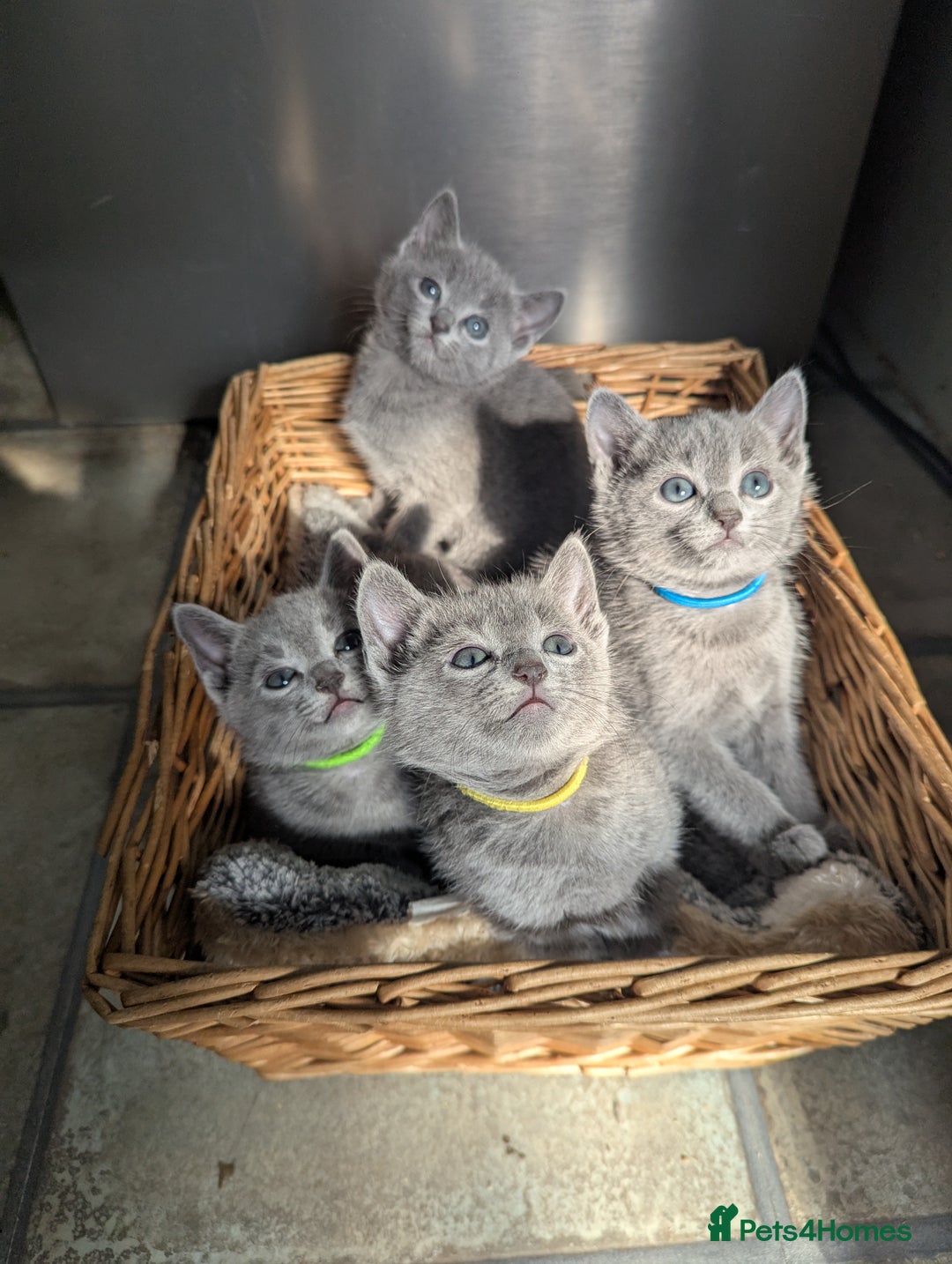 Russian Blue cats for sale: TICA Registered Affectionate Kittens - Image 12