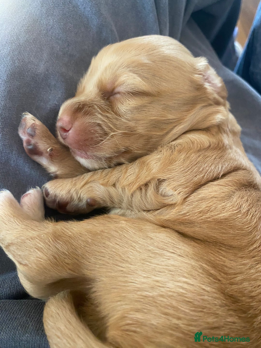 Cockapoo dogs for sale: F2 Cockapoo pups  - Image 19