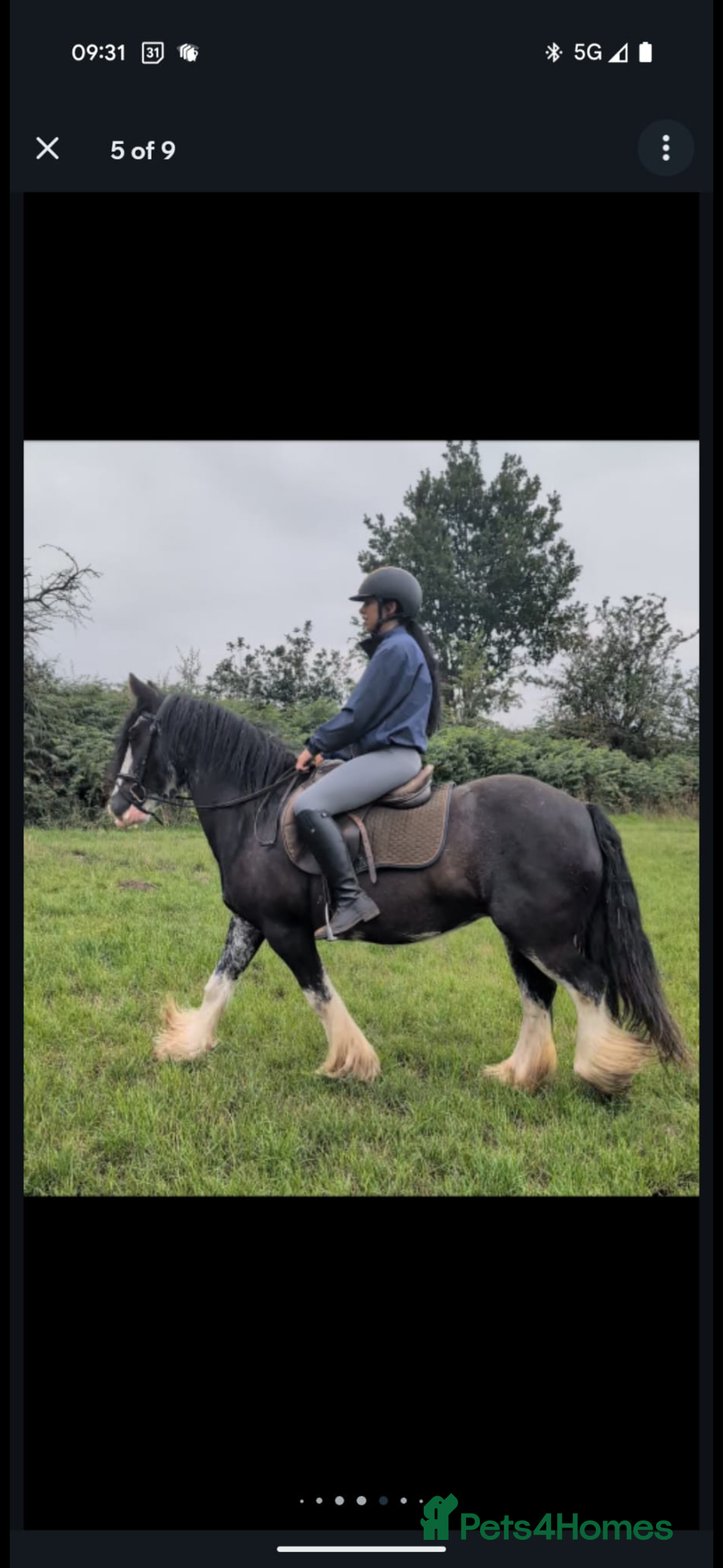 Irish Cob horses for sale: Heavy Blangdon traditional cob mare  - Advert 8