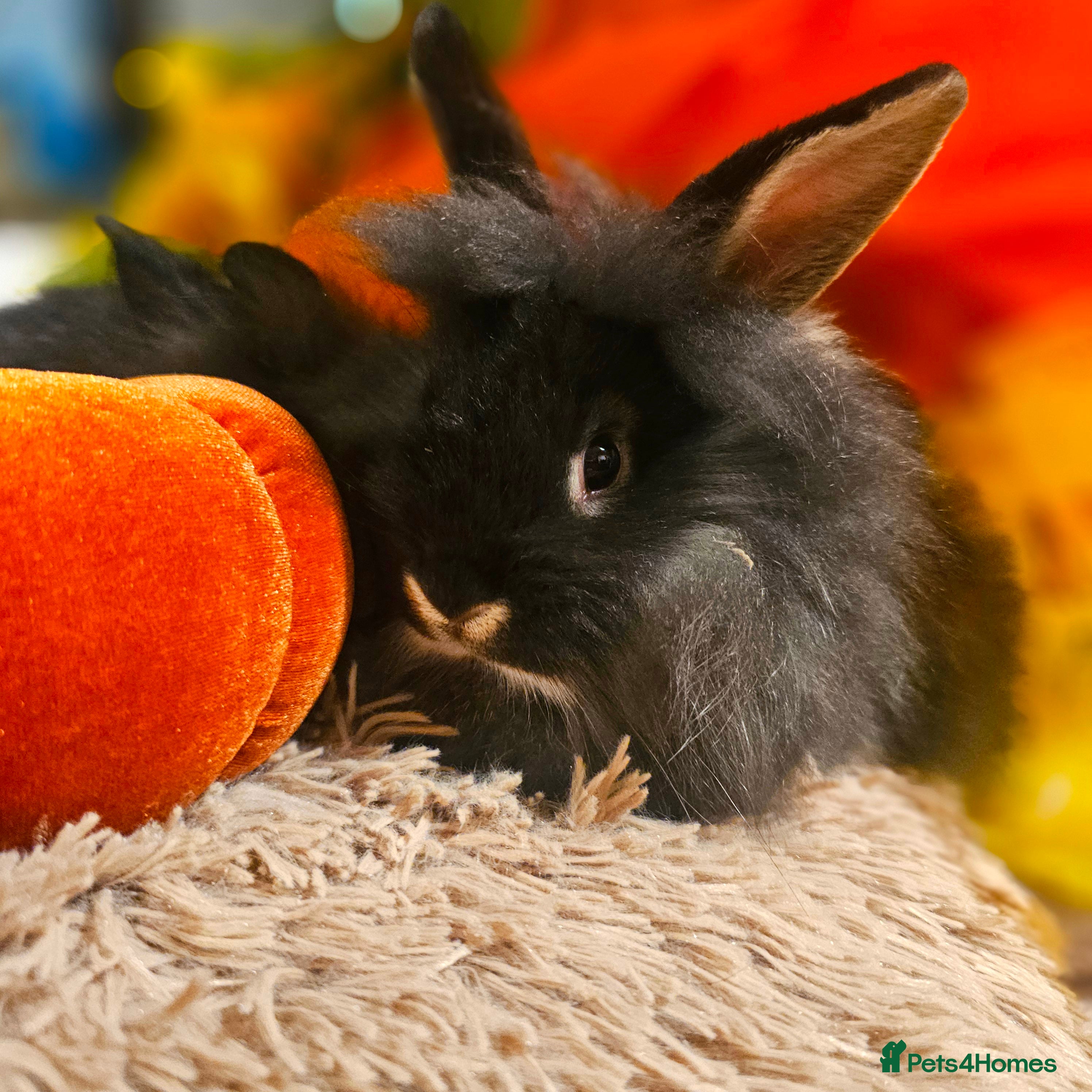 Mini Lion Lop rabbits Cute fluffy lion heads  - Advert 4