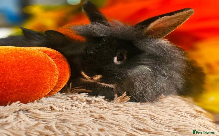 Mini Lion Lop rabbits - Advert 2