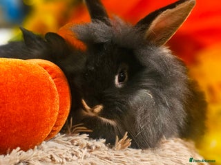 Mini Lion Lop rabbits - Advert 17