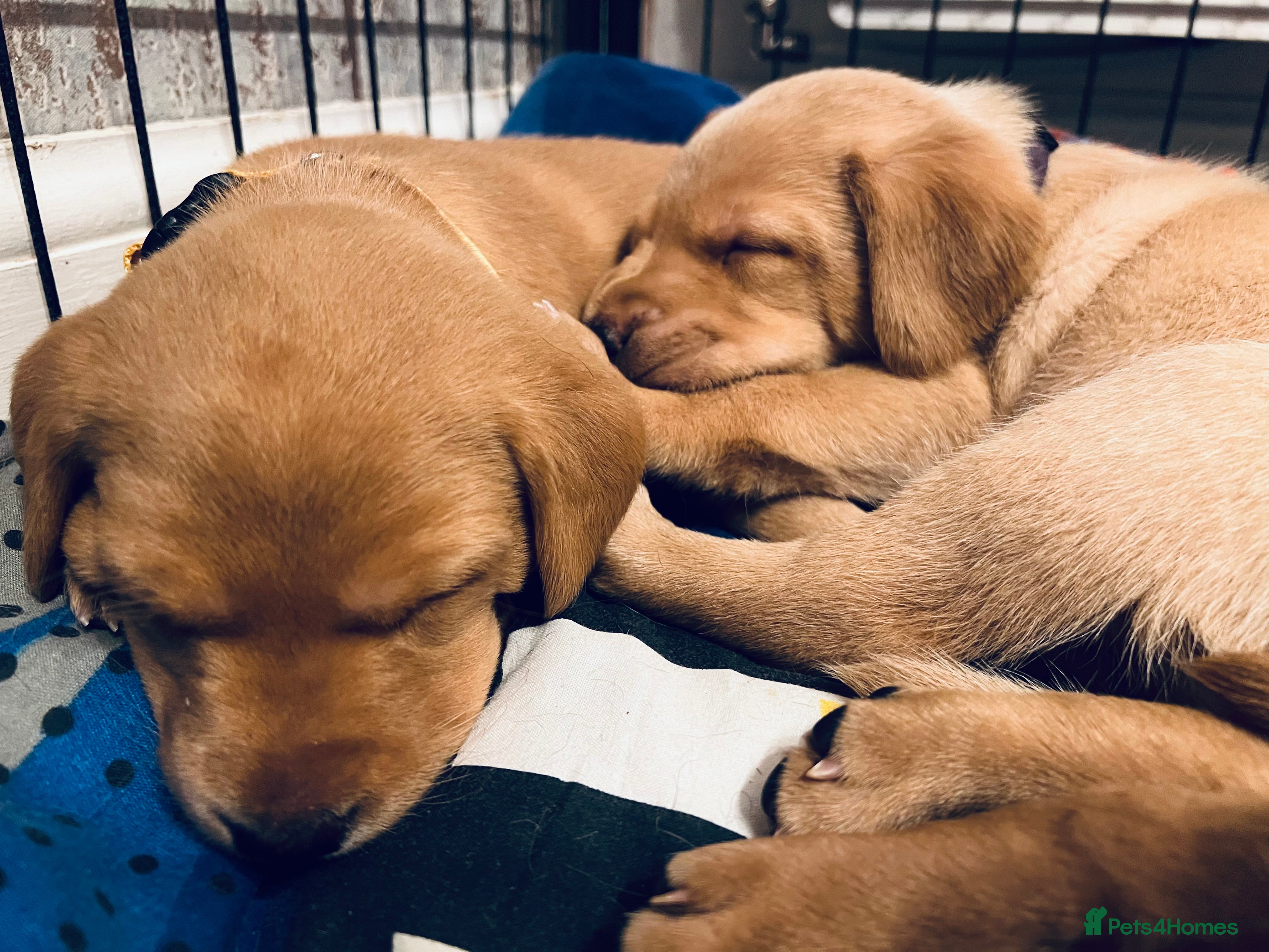 Labrador Retriever dogs Pedigree Kc registered Labrador Puppies - Advert 17