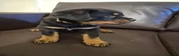 Rottweiler dogs for sale: 8 week old male rottweiler  - Advert 3